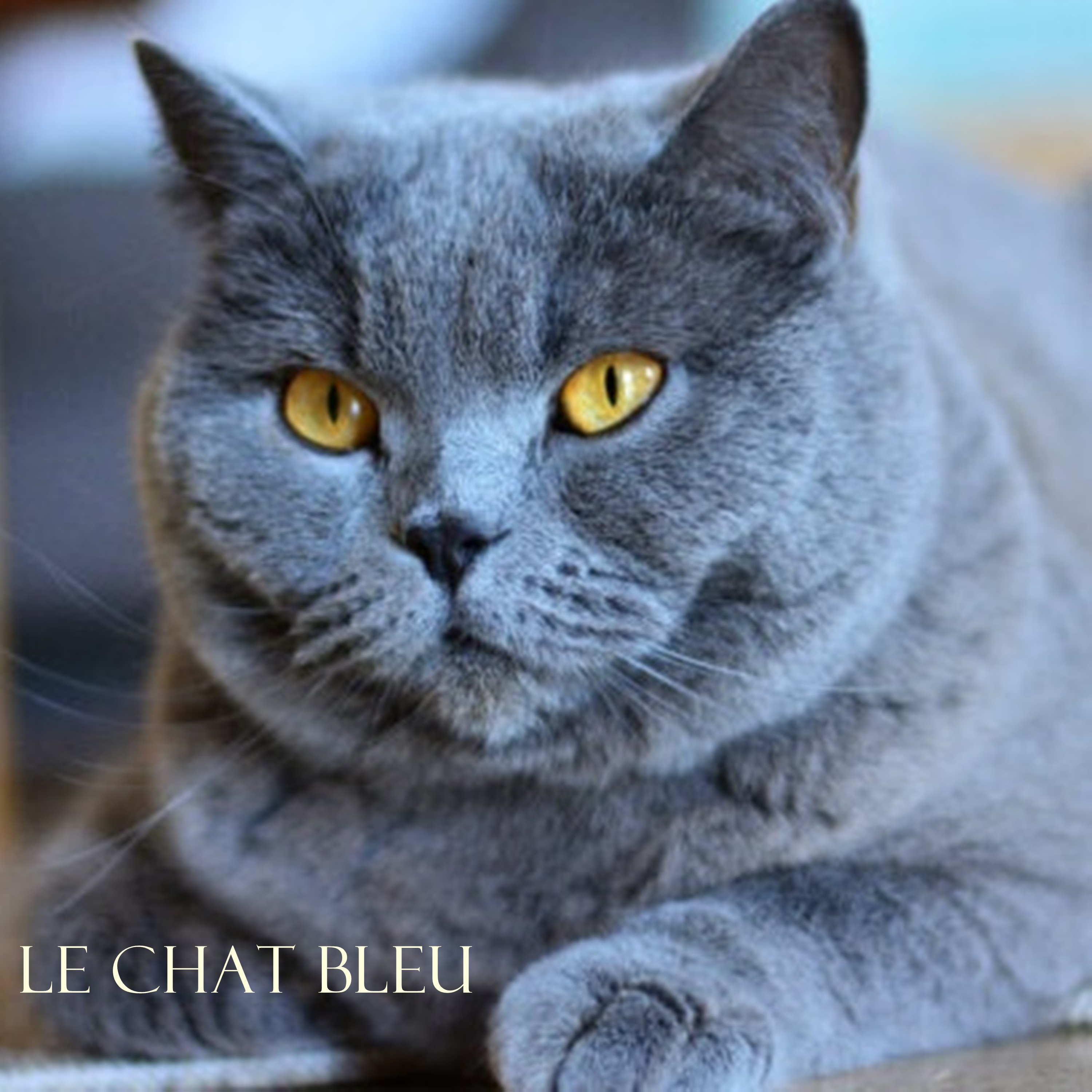 Copertina Le Chat Bleu
