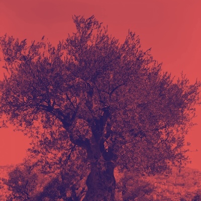 Copertina L'ulivo sotto il muro
